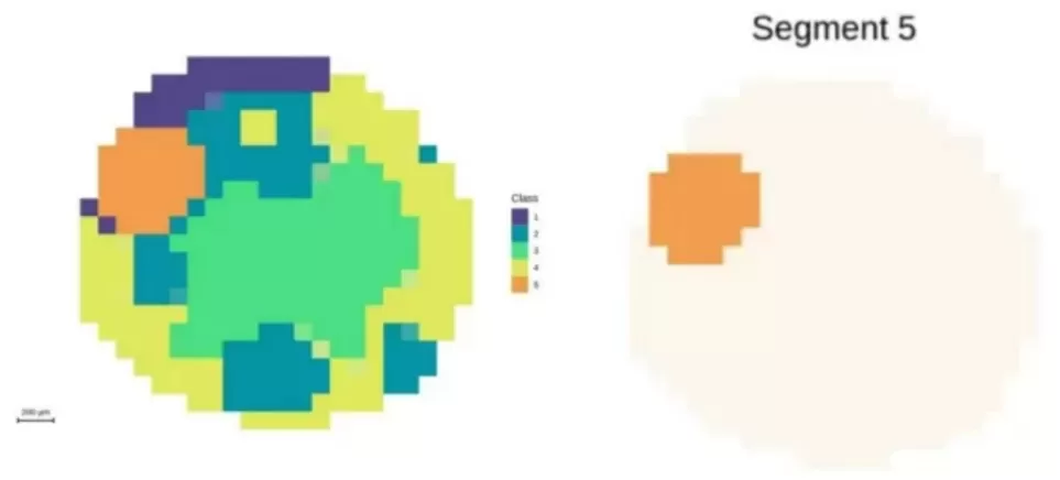 Segmentation analysis highlighting the embryonic axis at 100 μm resolution